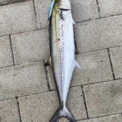 今期　初牙@超湾奥