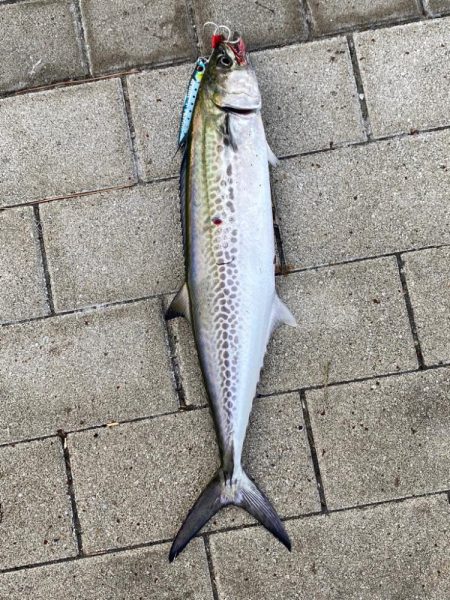 今期　初牙@超湾奥