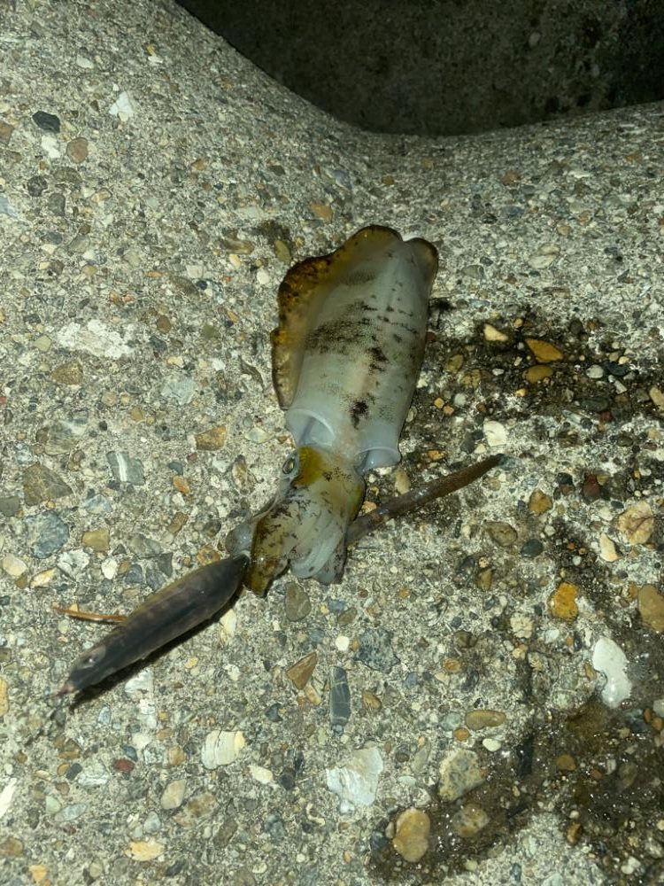 サイズが良い⭕️