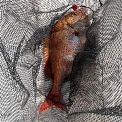 レンタルボートでタイラバ