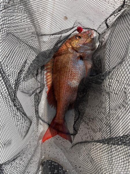 レンタルボートでタイラバ