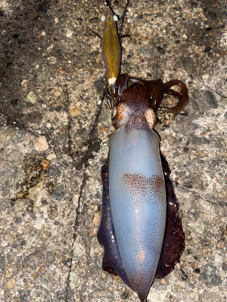 久しぶりの夕マズメ