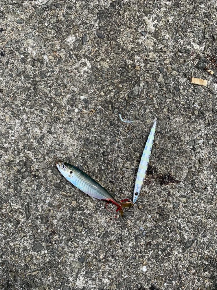 なんでも釣れるジグサビキ