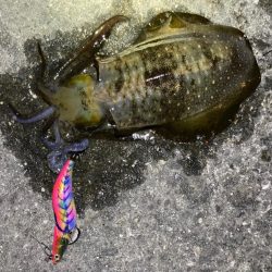 明石エギング釣行