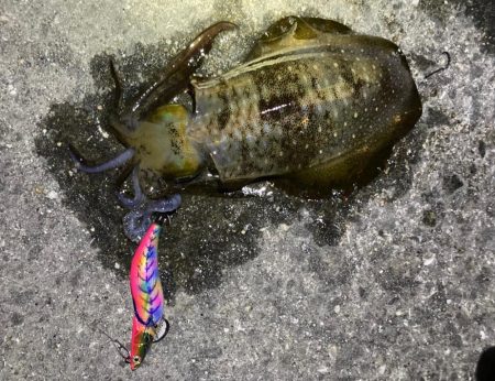 明石エギング釣行