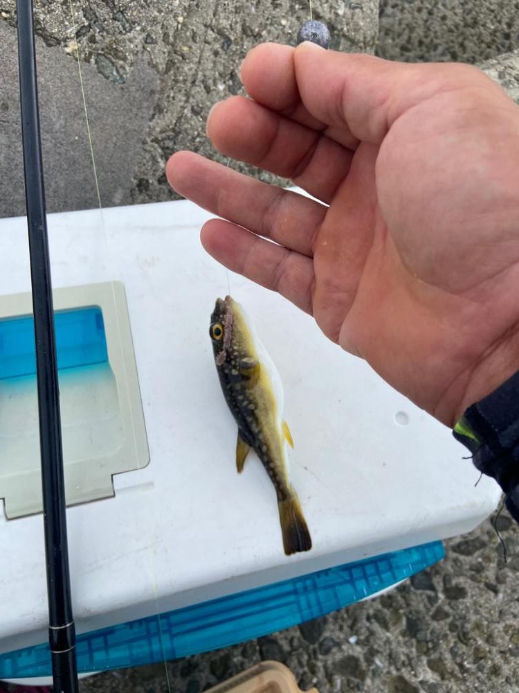 ちょい投げシロギスタのrelaxing day！