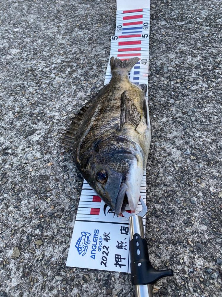 チヌ43センチ他にボラなど