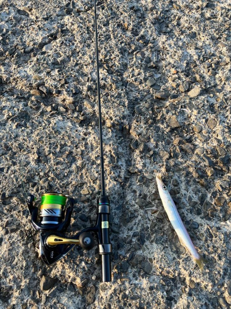 カマスは釣れる