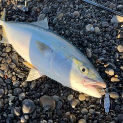 マキマキで良型青物