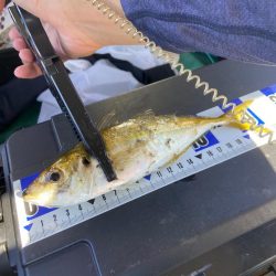 シイラ アジ タコ ゲット！！