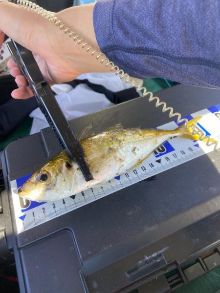 シイラ アジ タコ ゲット！！