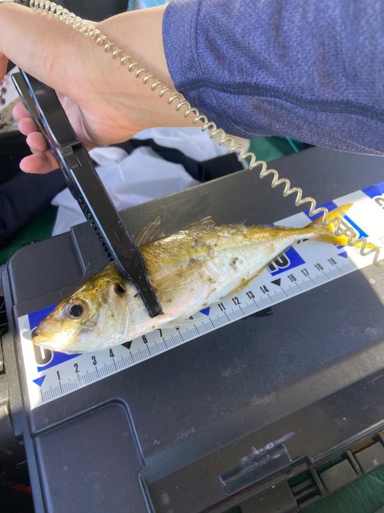 シイラ アジ タコ ゲット！！