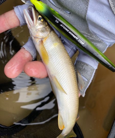 初アユイング！