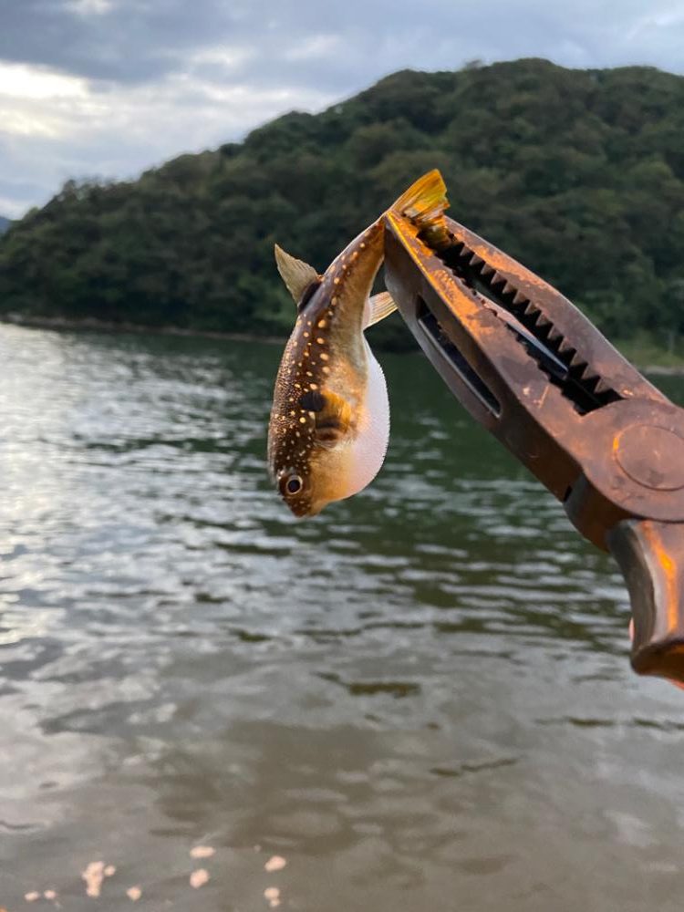 なんでも釣り 夕方〜夜の部