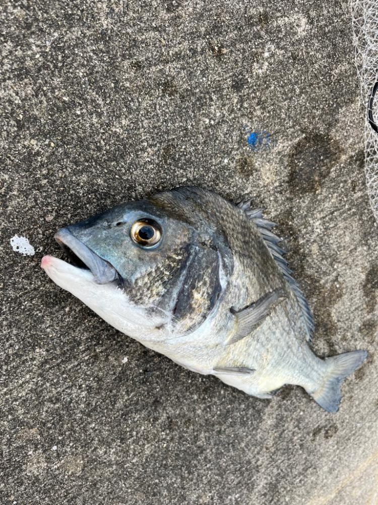 満潮まえの上潮で爆釣!