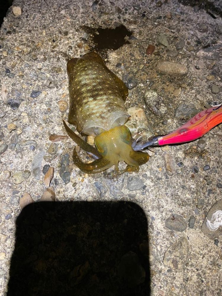 今年初のアオリイカ！