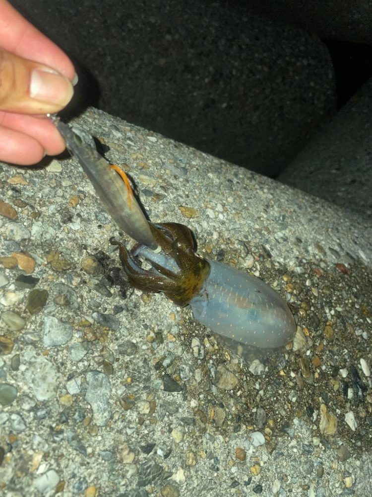 サイズが、、、小さい