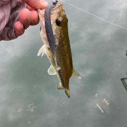 ジグヘッドで丁寧に釣りをすると