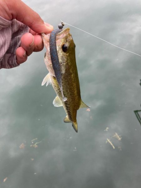 ジグヘッドで丁寧に釣りをすると