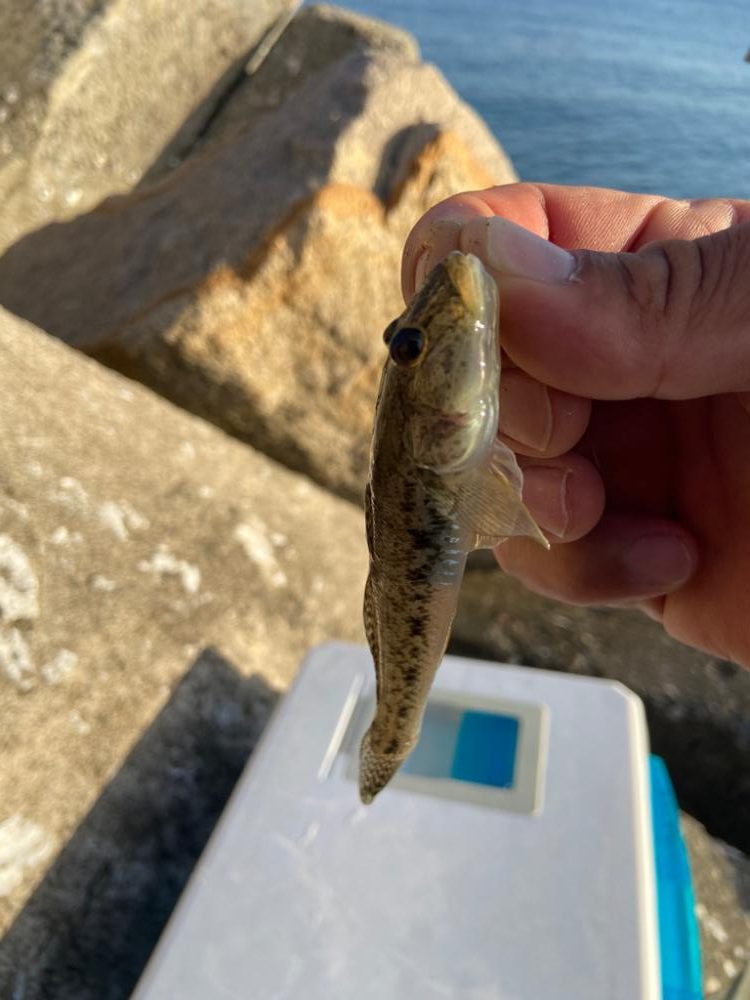 シロギスタのフィールドワーク