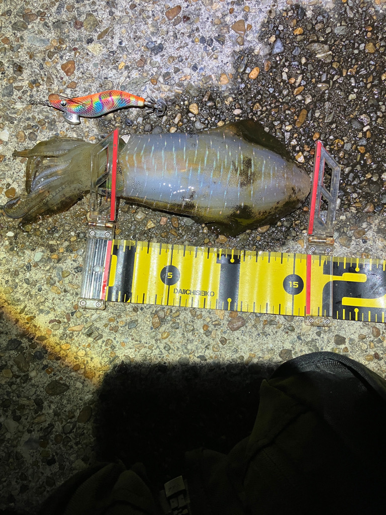 アオリイカ 成長してます(^^)