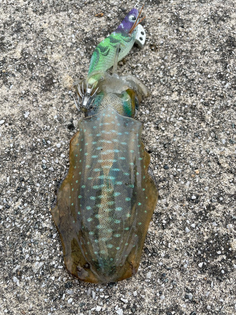 2023 佐渡ヶ島エギング 8回目【9月11日】