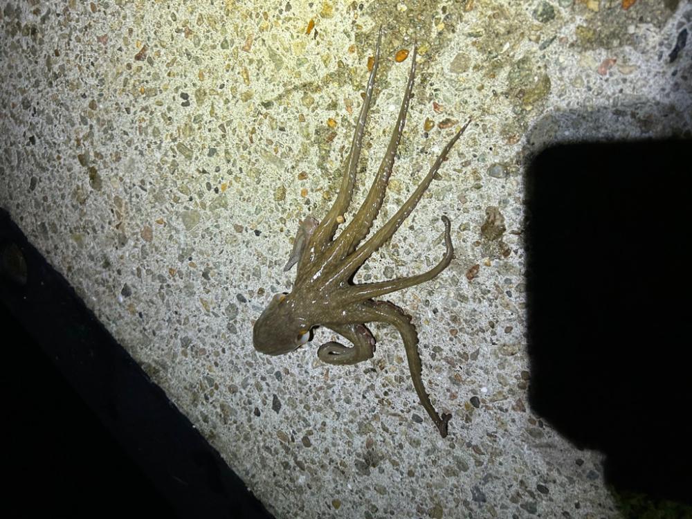 タコ