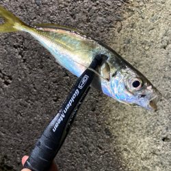 食いあげ(・∀・)