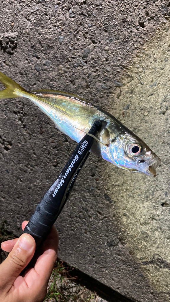 食いあげ(・∀・)