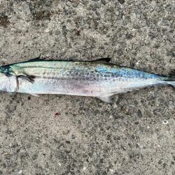 人工島で、ショアジギング