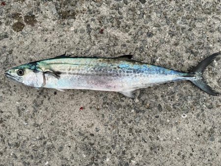 人工島で、ショアジギング