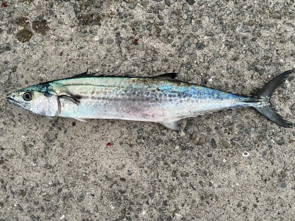 人工島で、ショアジギング