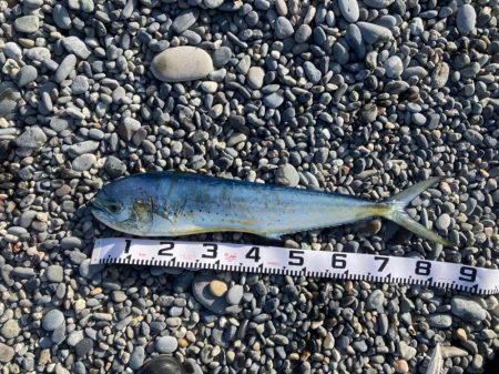 ライトショアジギング