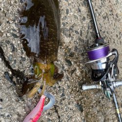 土日の新子調査