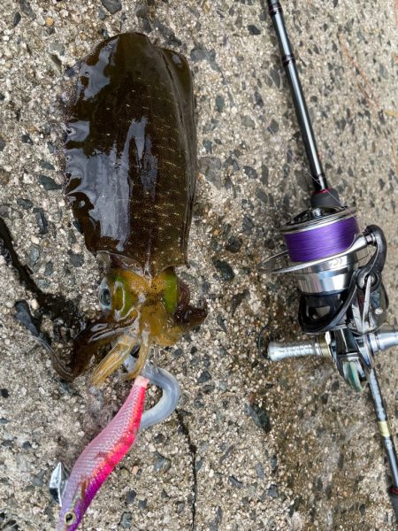 土日の新子調査