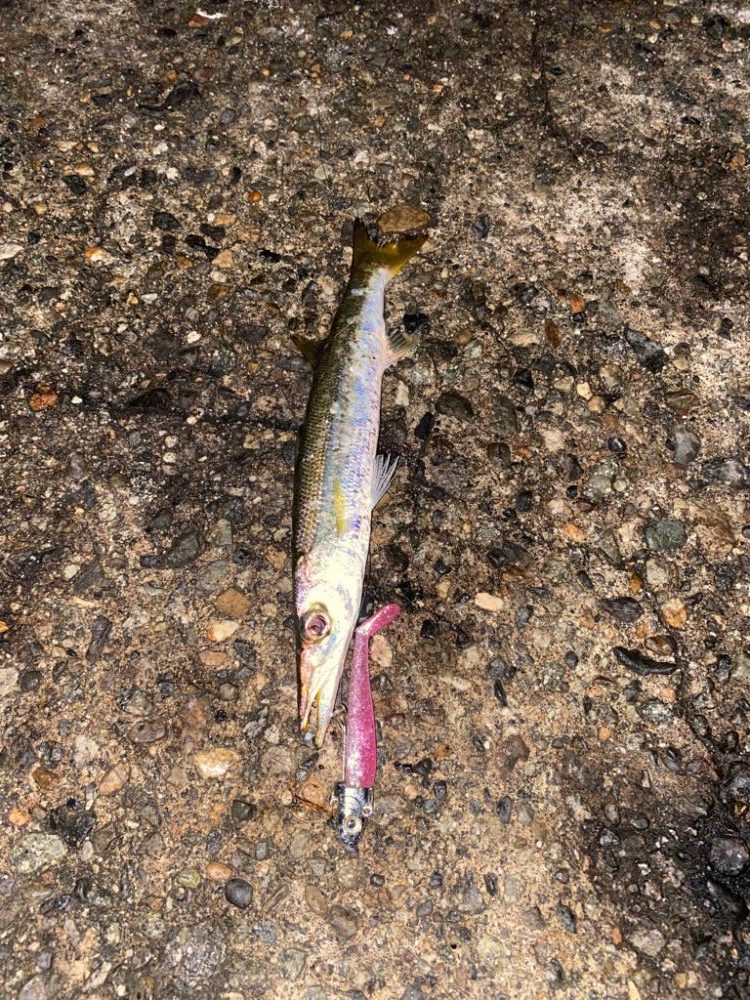 カマスとアオリ