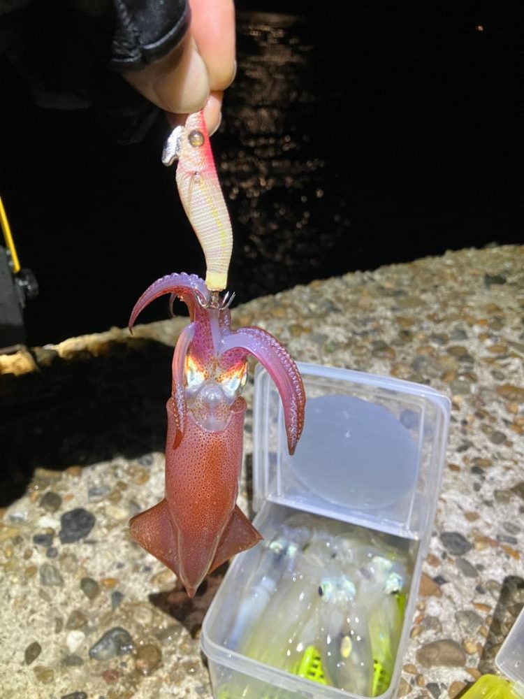 ケンサキ釣り11日目(^^)