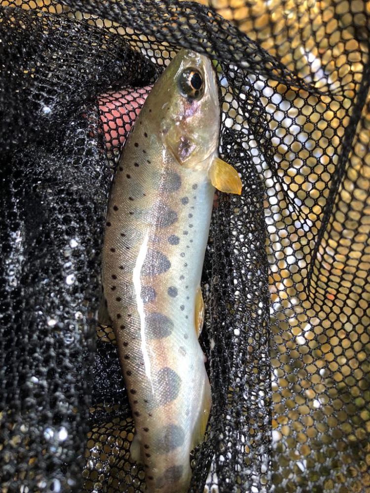 渓流ルアー楽し!