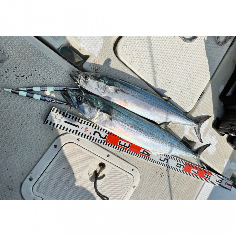 サワラ/ブレードジギング&タチウオ/タチウオジギング