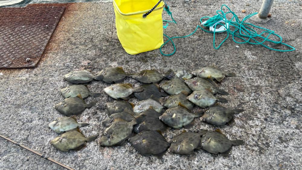 カワハギシーズンイン！