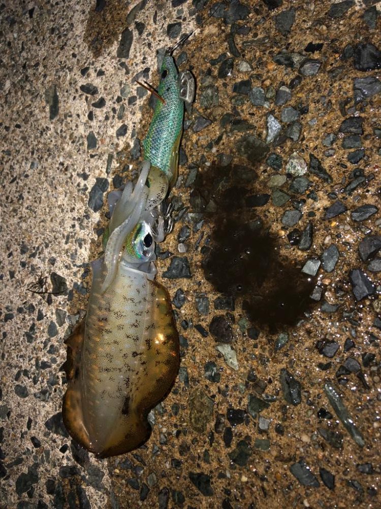 【伊根〜丹後エリア】小さくてかわいいサイズ。。