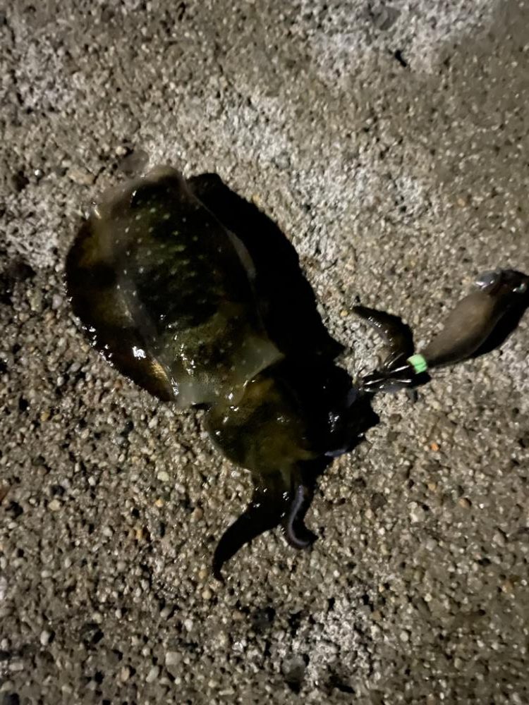 今日はジグメインでついでにアオリ