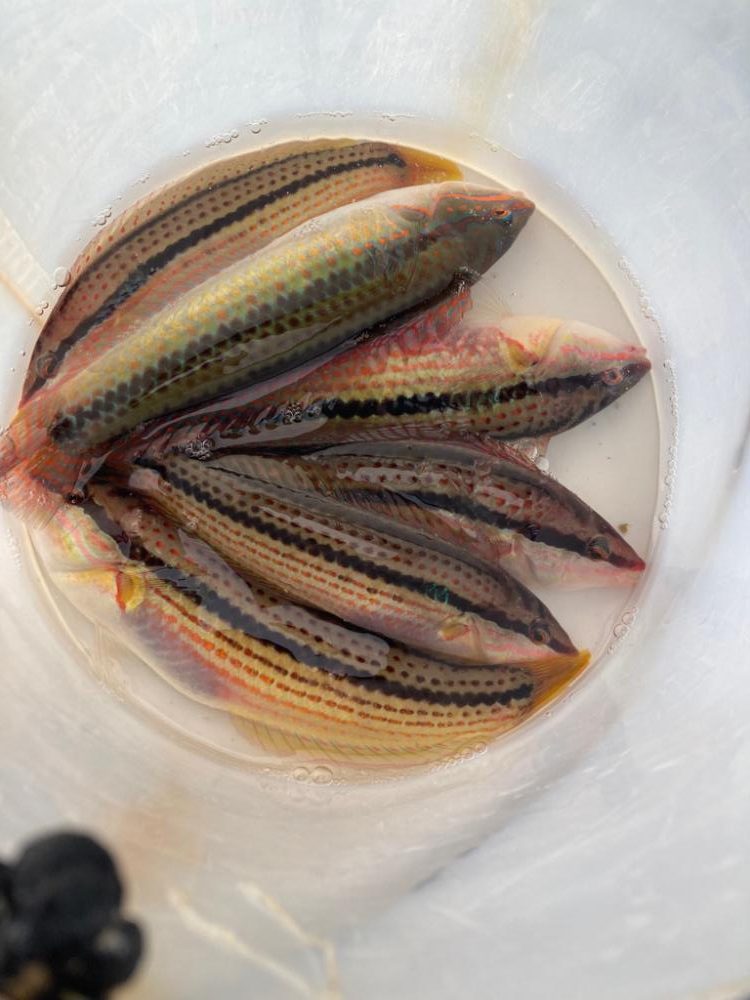 ベラも美味しい