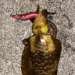 満月大潮エギング