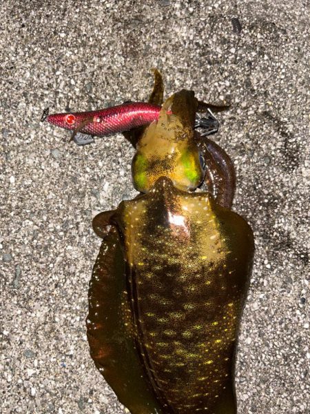 満月大潮エギング