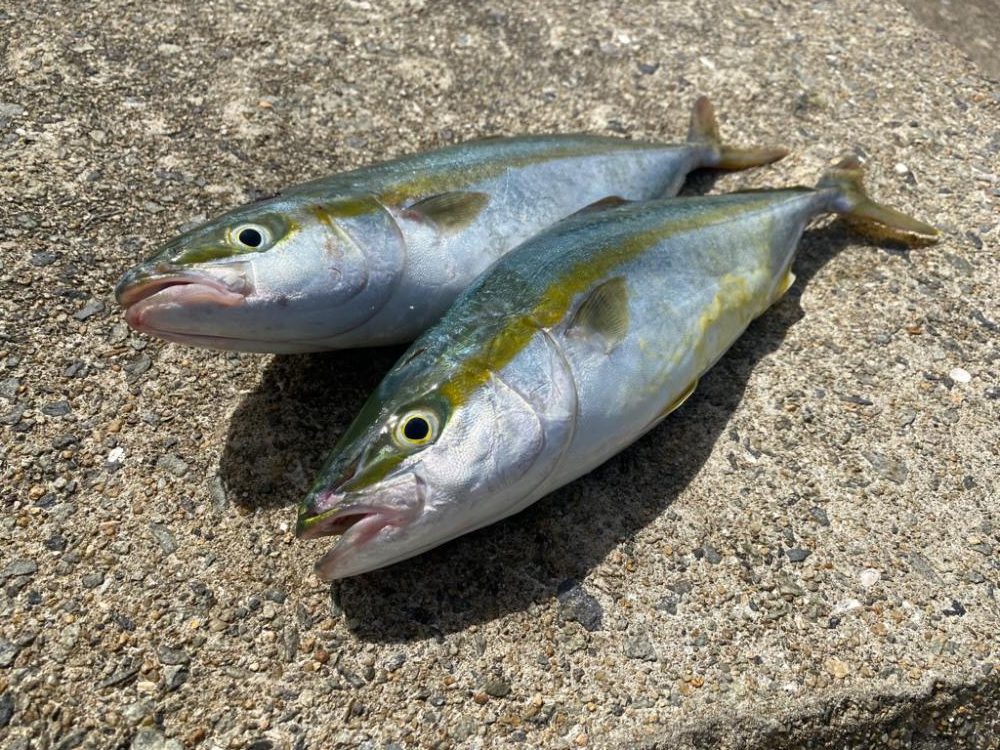 ツバス2本ゲット！ブリクラスバラし…