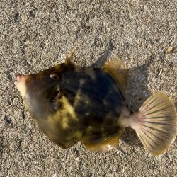 カワハギ釣りにチャレンジ