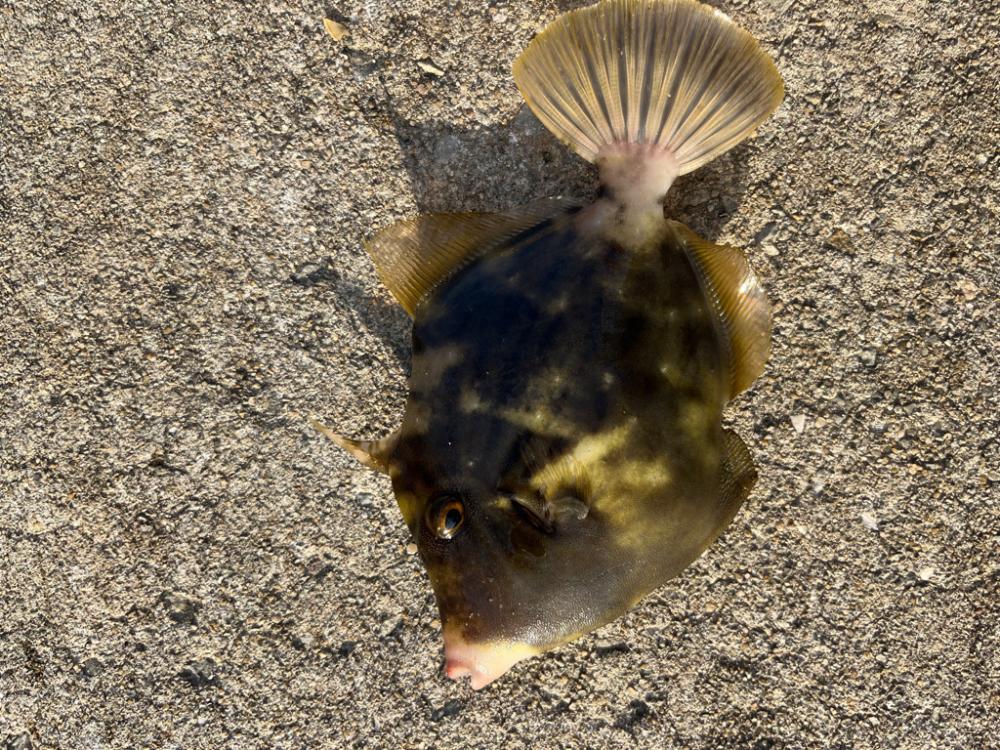 カワハギ釣りにチャレンジ