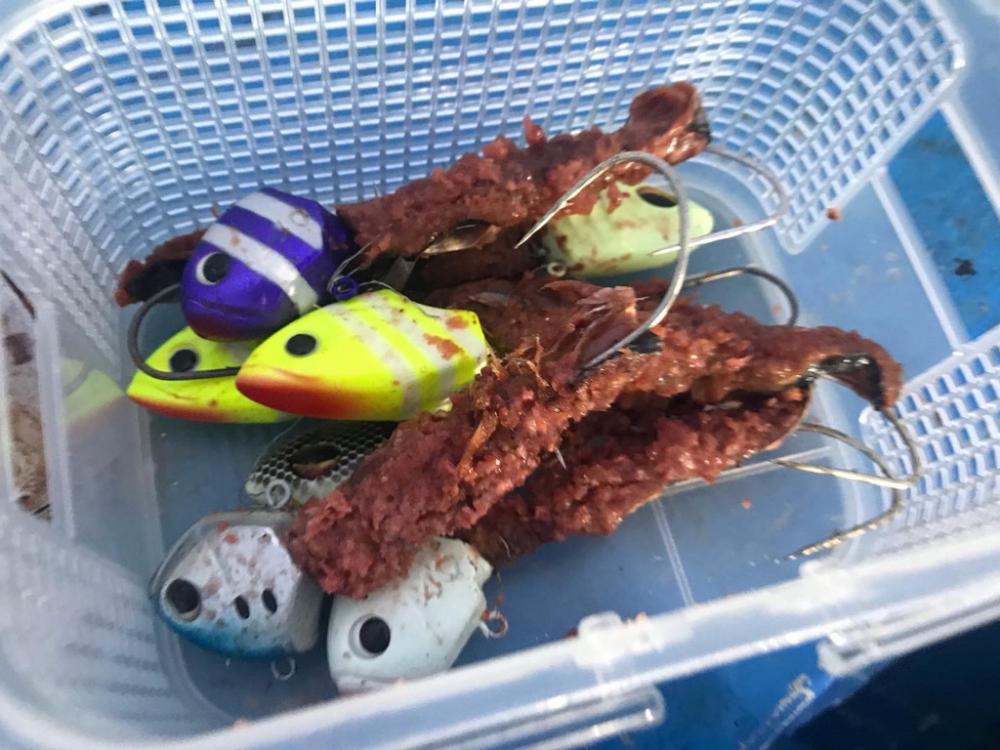 アカマツのタチウオ