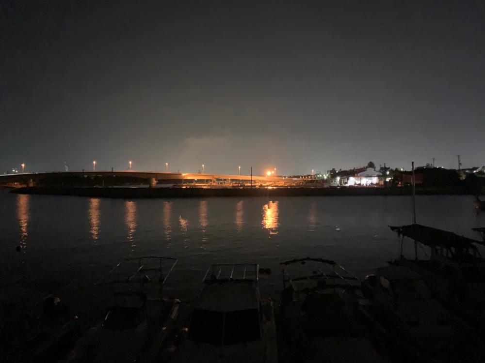 ケンサキイカ①